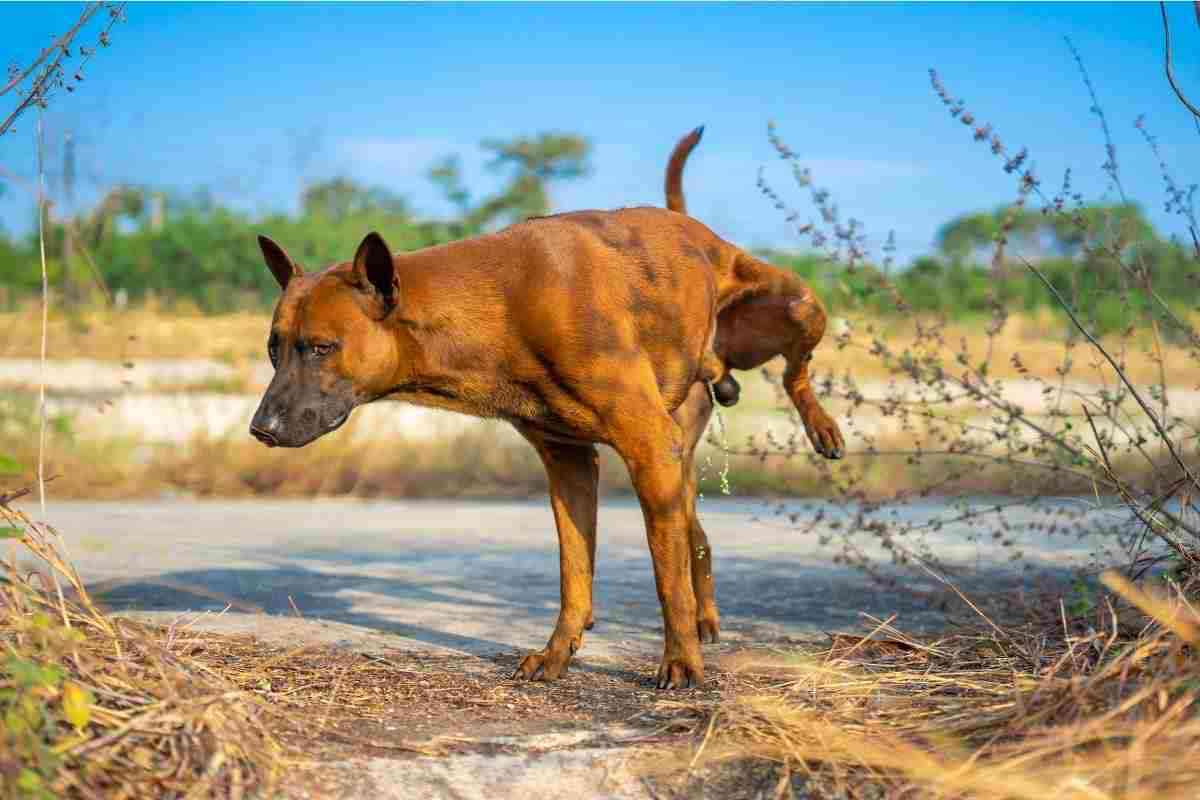 Cane pipì auto multa pesante